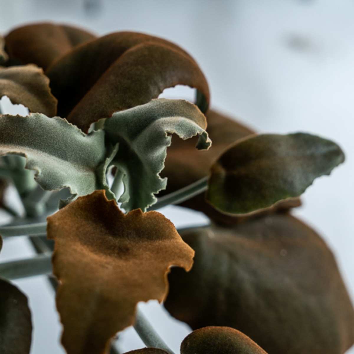 Kalanchoe Behalensis カランコエ ベハレンシス 仙女の舞 2頭 Greenbomb Kalanchoe Behalensis カランコエ ベハレンシス 仙女の舞 2頭 Greenbomb