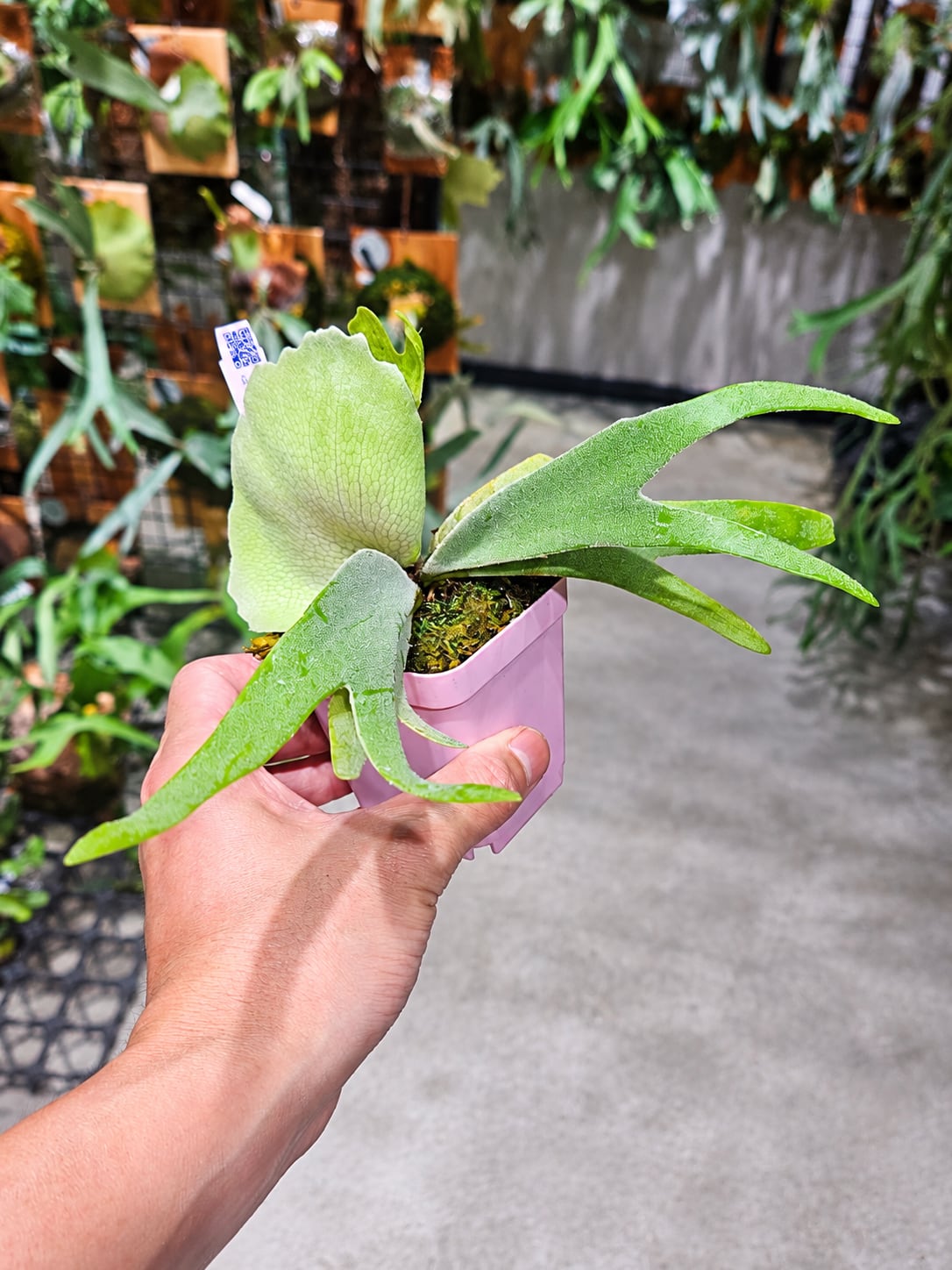 P.willinckii cv. Sailor Saturn 【artPLANTs/PLANTS GARAGE