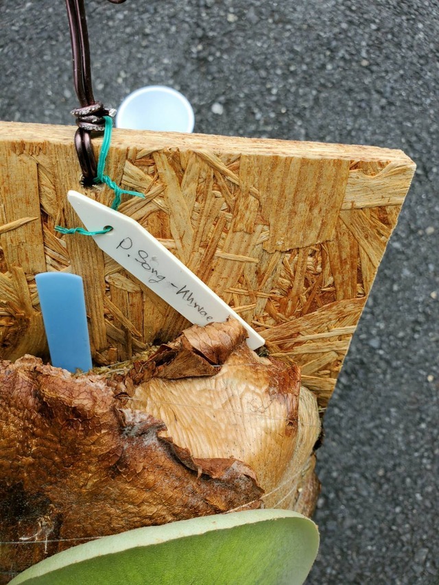 P.Song-khwae(Yot #3) 【artPLANTs】ビカクシダ/Platycerium