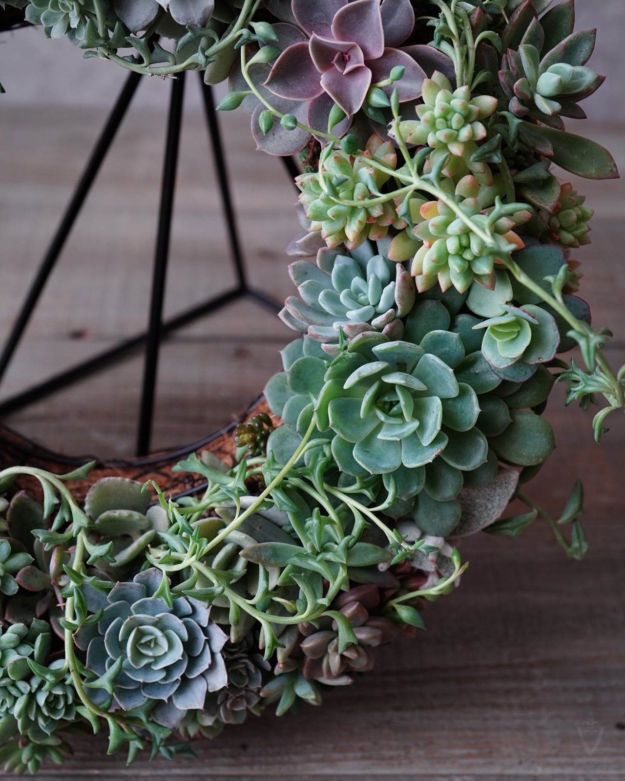 寄せ植え】大きめ多肉植物のリース φ35cm 【生の多肉植物リース】 | PAY ID