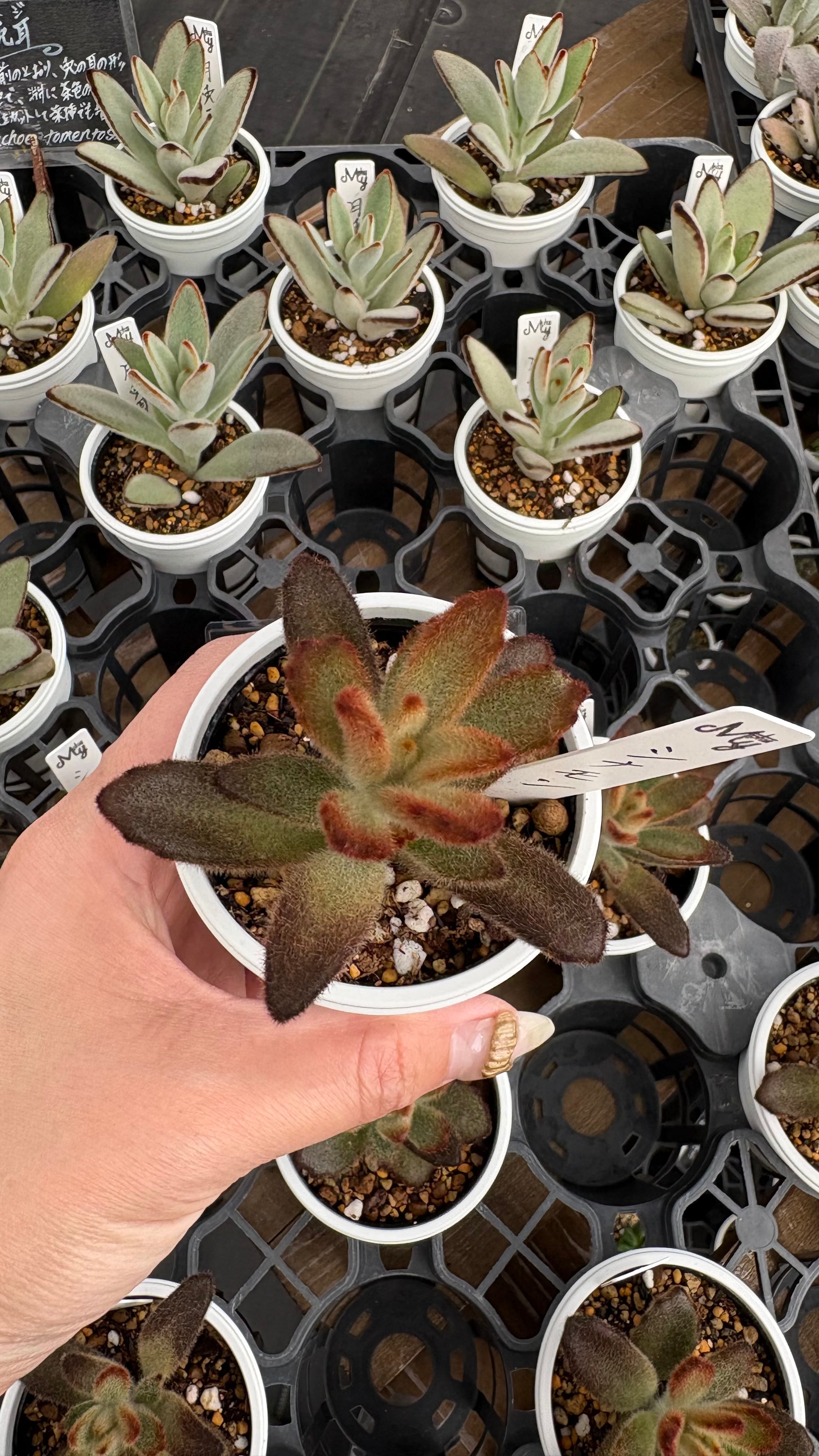 多肉植物 アエオニウム レア 孔雀白錦 美苗 #孔3 | Pay ID