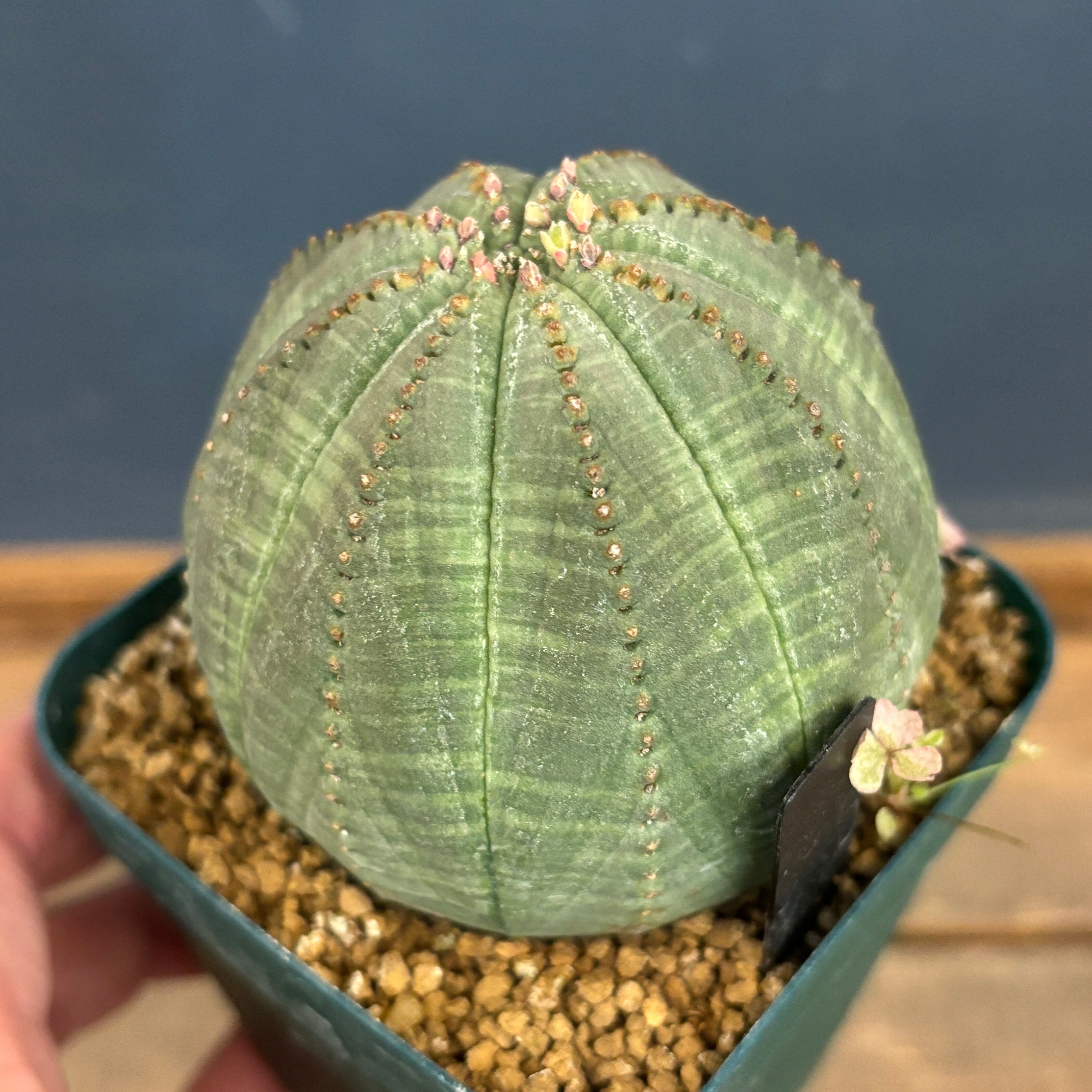 ユーフォルビア、その他多肉 | PROTOLEAF プロトリーフ