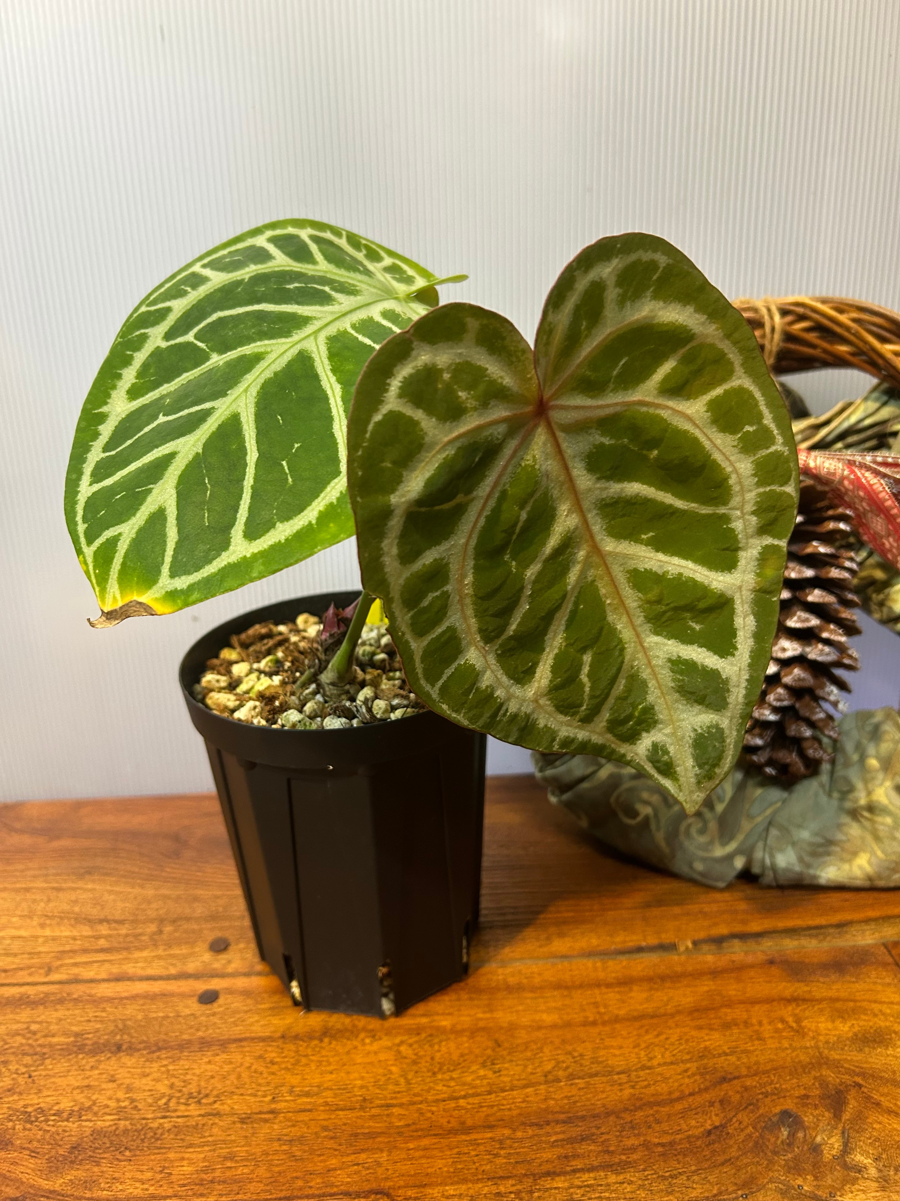 Anthurium | BA PLants