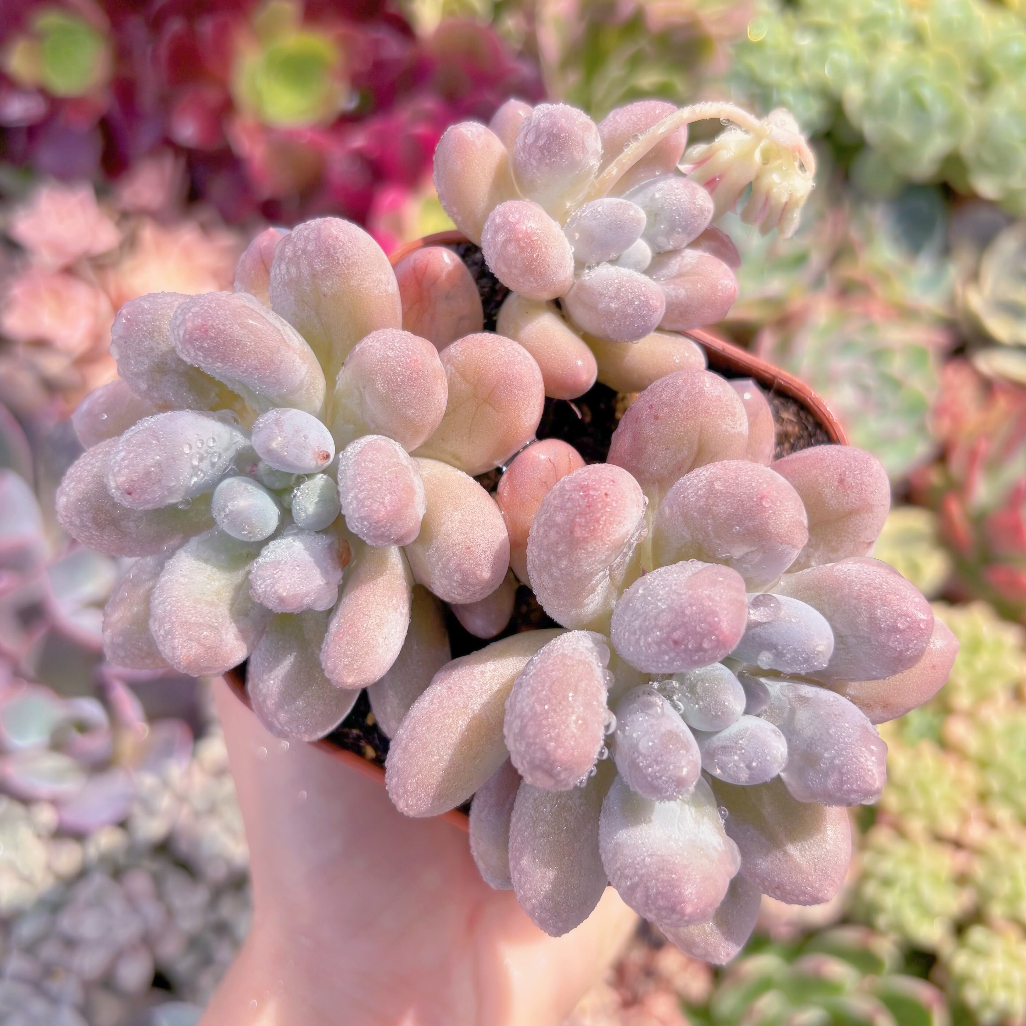 現品　湯園チーズ#C44　新入荷　るる農園