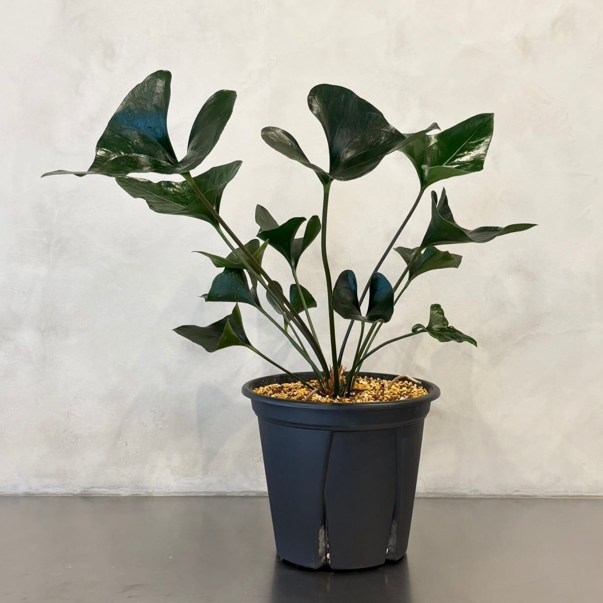 アンスリウム アロー | Niji-Iroくらしを彩るボタニカルショップ