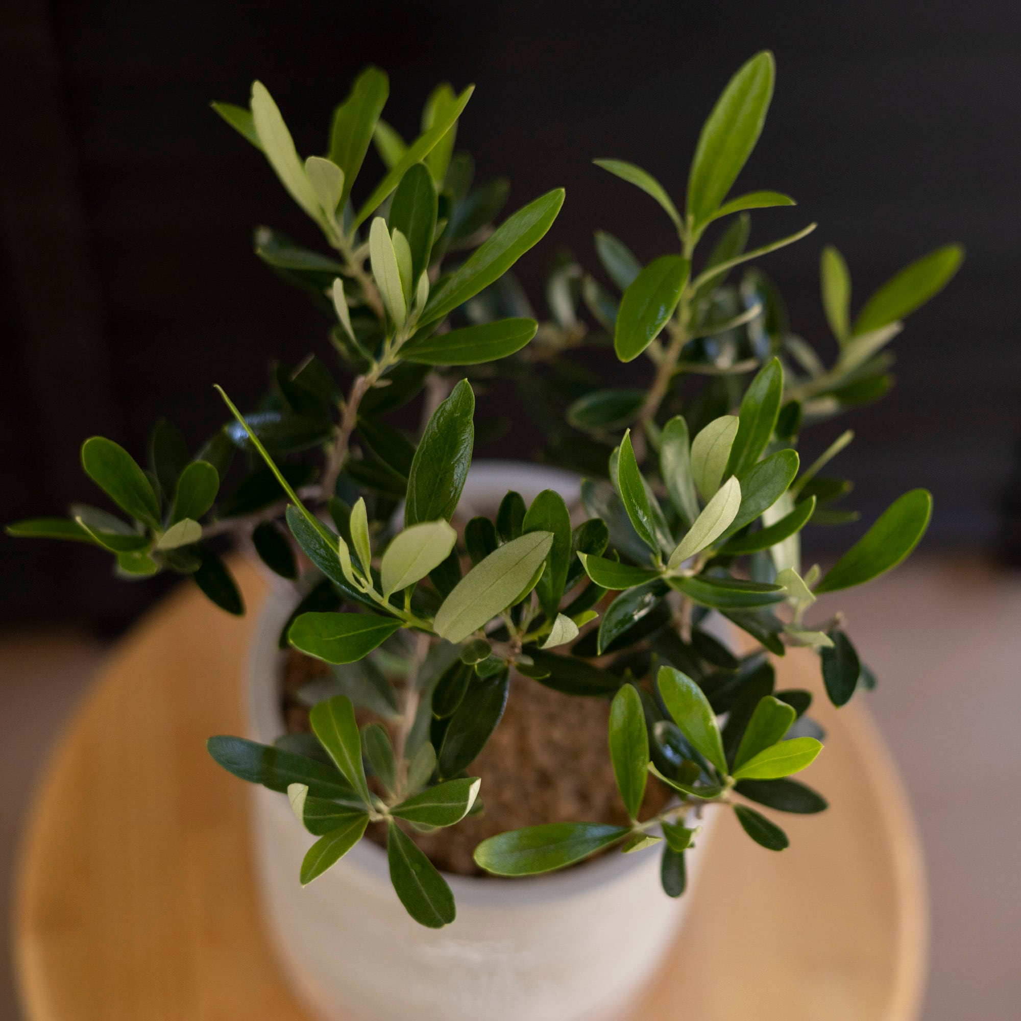 創樹 Olive オリーブの木 SOUJU チプレシーノ オリーブ トピアリー