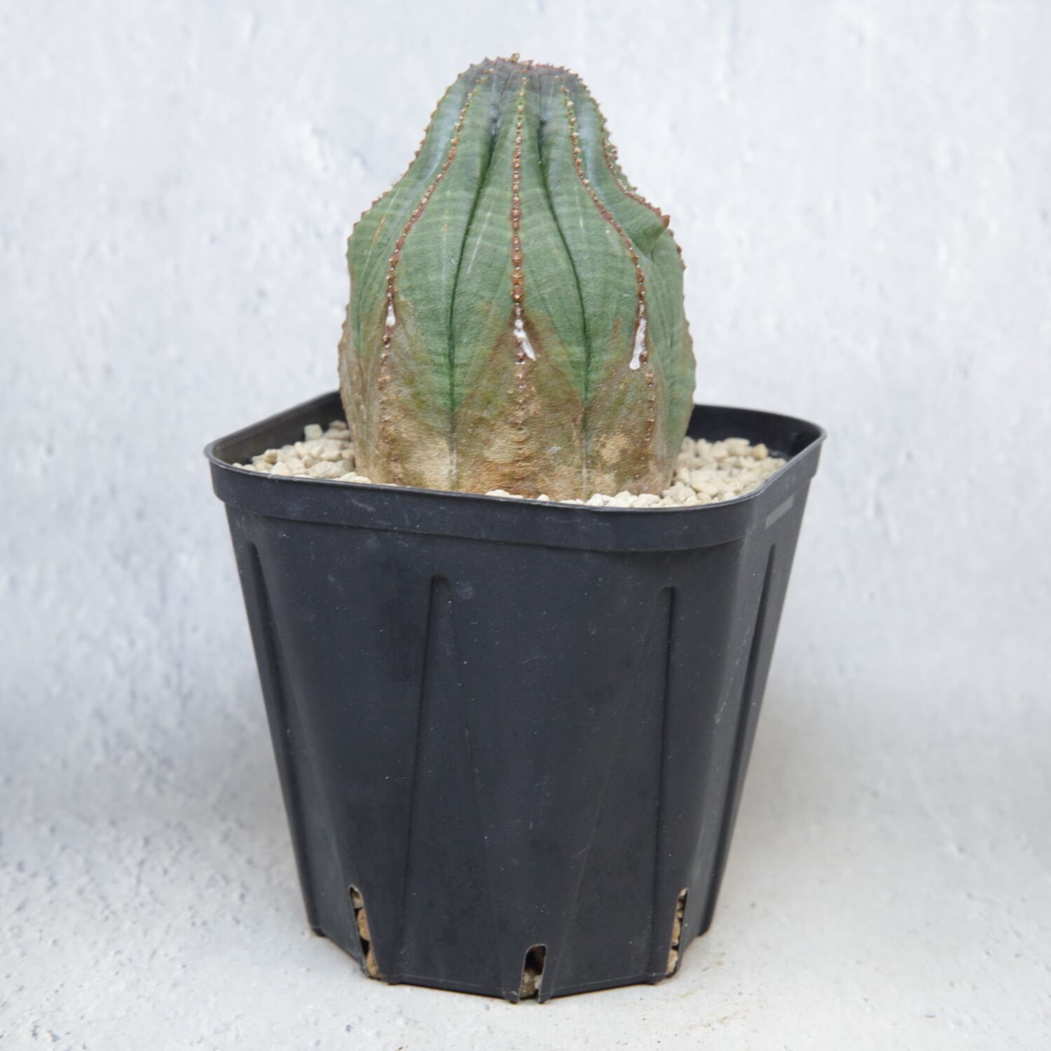 木質化 マウンテン オベサ / ユーフォルビア | LIGHTHOUSE.PLANTS