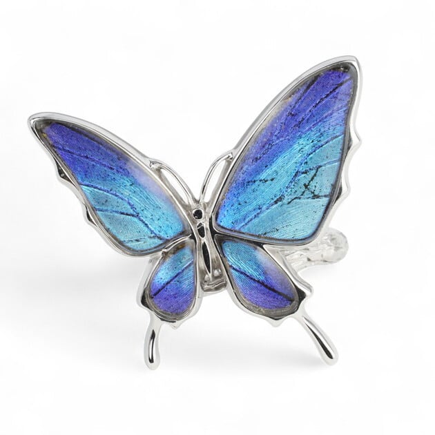 zps002r-sul][スルコウスキーモルフォ] 本物の蝶の翅 アゲハ蝶