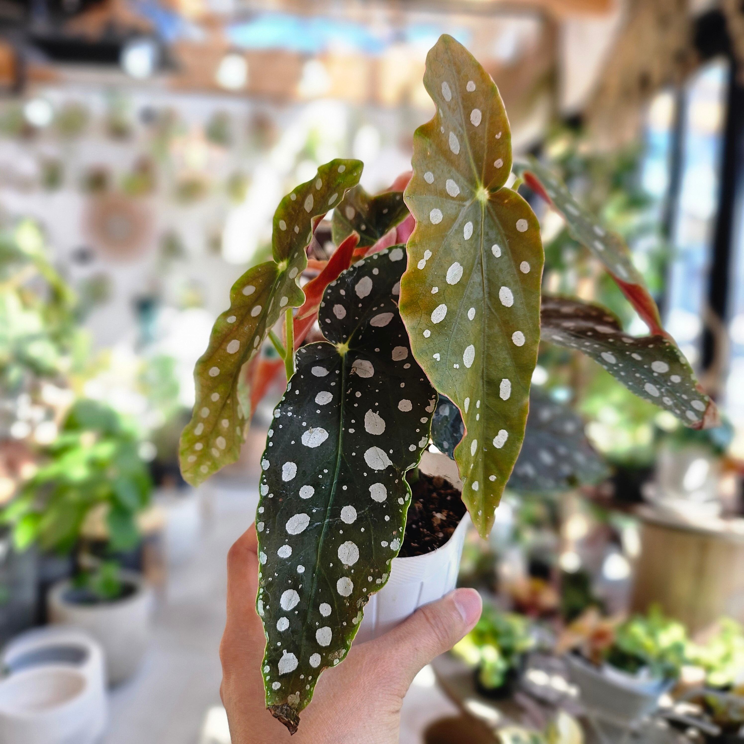 Sansevieria 'Tower Variegated' サンスベリア・タワー 斑入り | Pay ID