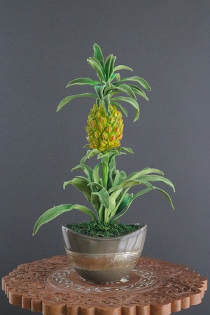 盆栽 パイナップル Pineapple Bonsai #123