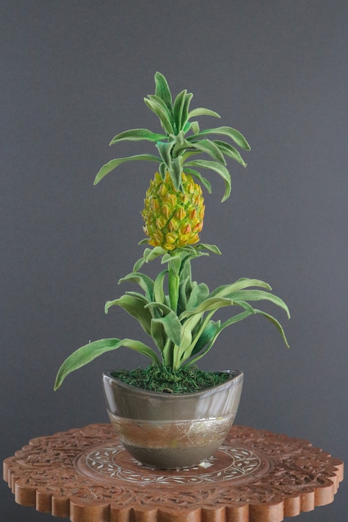 盆栽 パイナップル Pineapple Bonsai #123