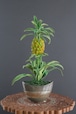 盆栽 パイナップル Pineapple Bonsai #123