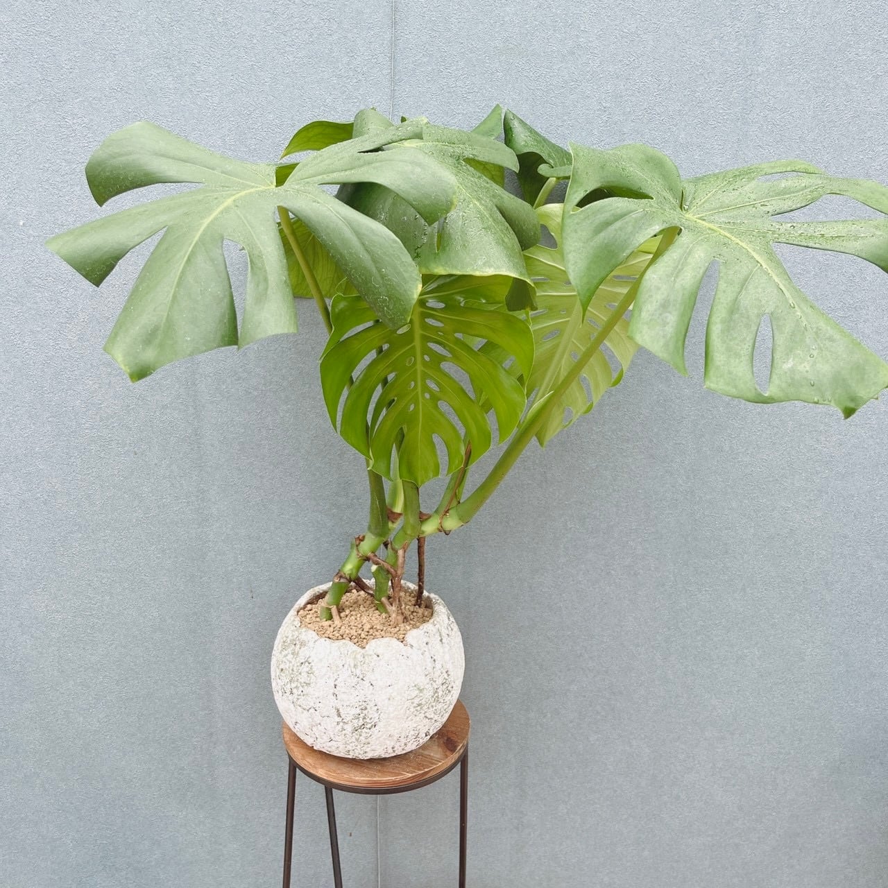 現品］【希少】37番 キンモウコウ 7号 観葉植物 レア 室内 希少