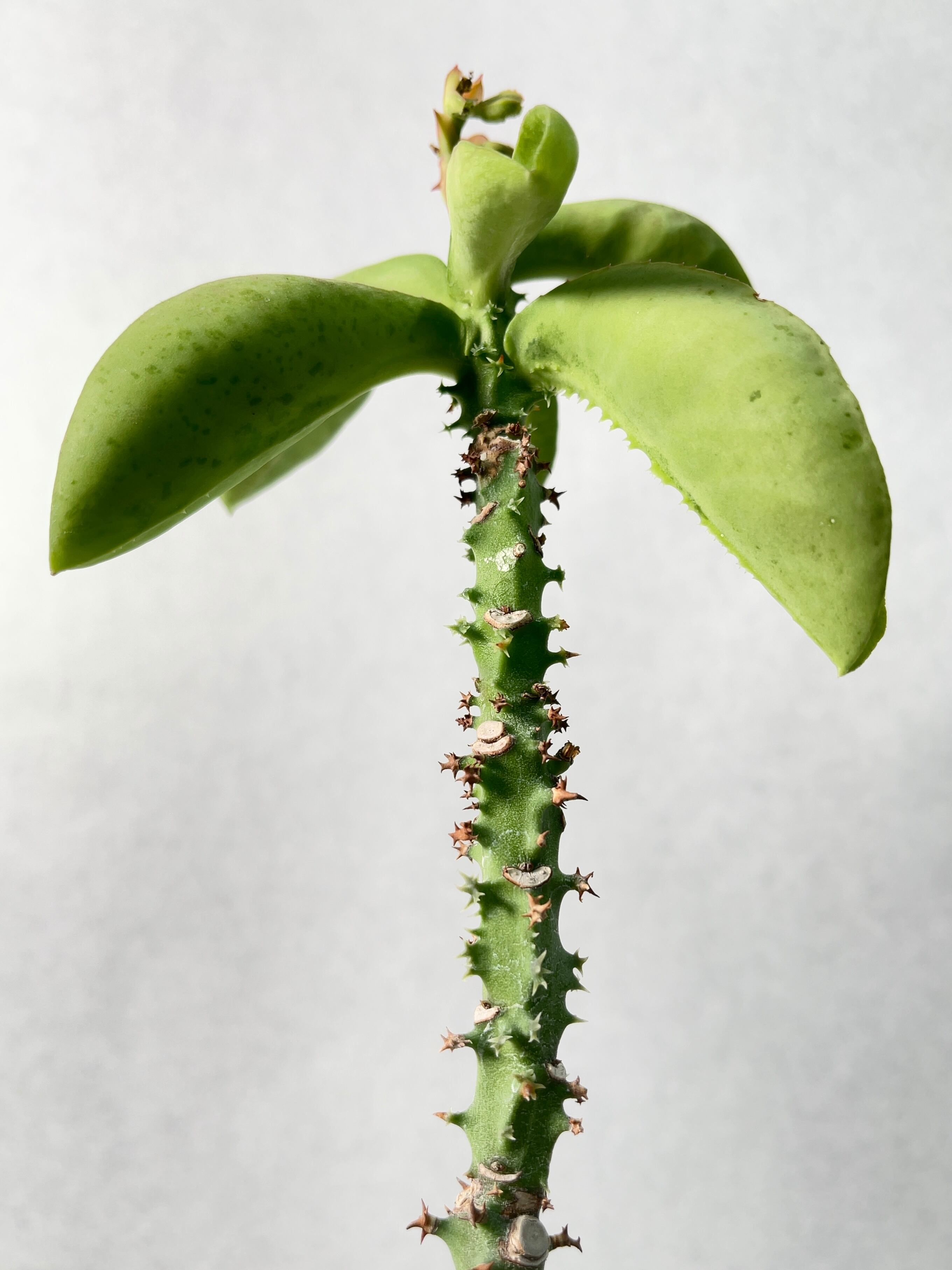 モナデニウム・マグニフィカム | trigger