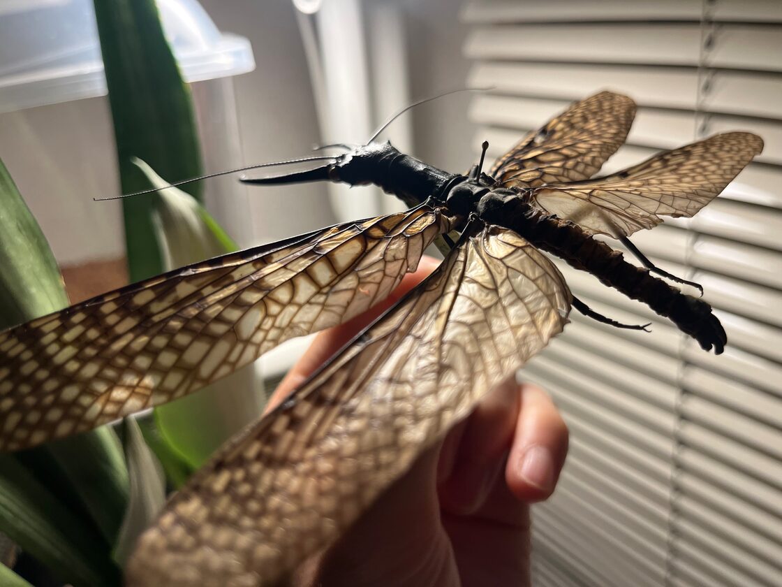 105mm程】オオキバヘビトンボ アミメカゲロウセミナナフシカマキリ 