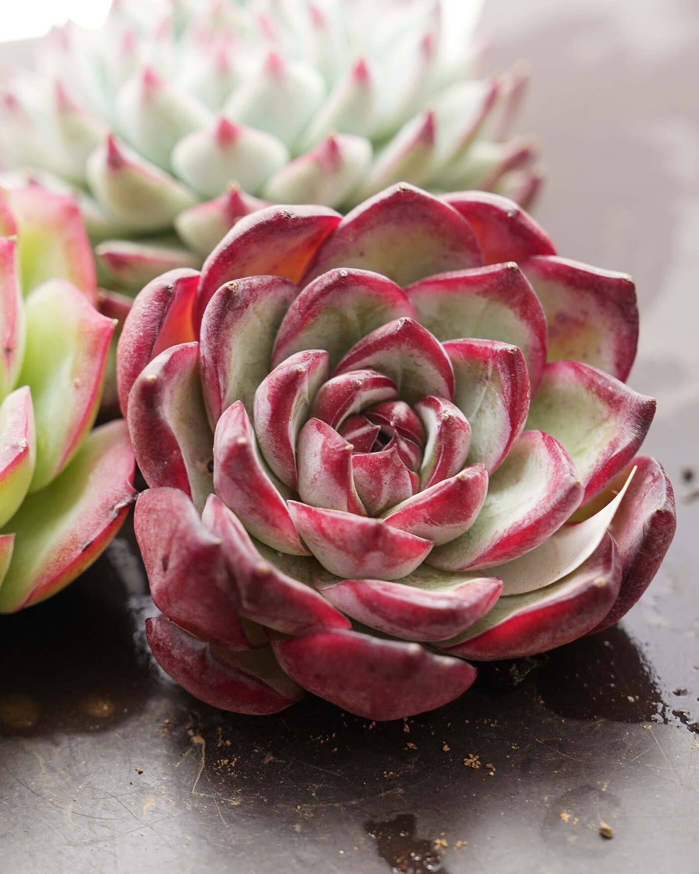 セットB 新韓国苗②】ティルジエンド／キャドバリー／アイス