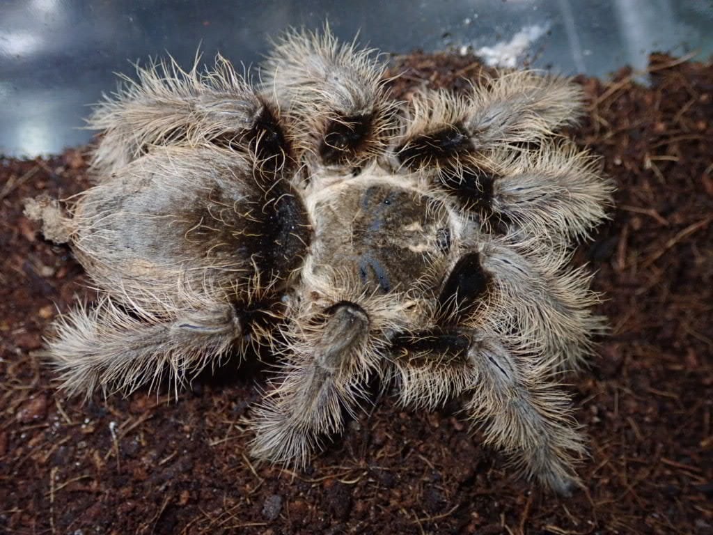 Tarantula タランチュラ | Bebe Rep. 奇蟲部門