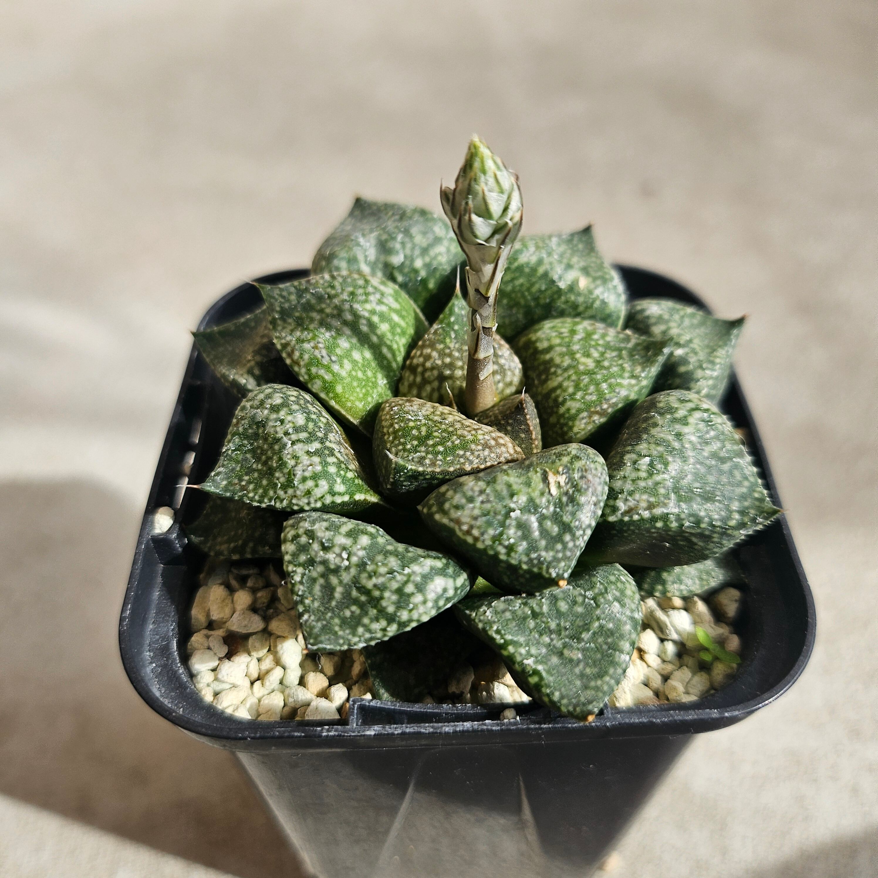 ハオルチア　コンプト×ツタンカーメン　HYBRID 実生苗 のカキコ Yahoo!オークション - 「ツタンカーメン」観葉植物の落札相場・落札価格