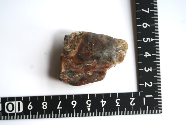 コプロライト ③ Dinosaur Coprolites