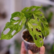 Monstera adansonii Mottled / モンステラ アダンソニー ミント㉚ / 観葉植物