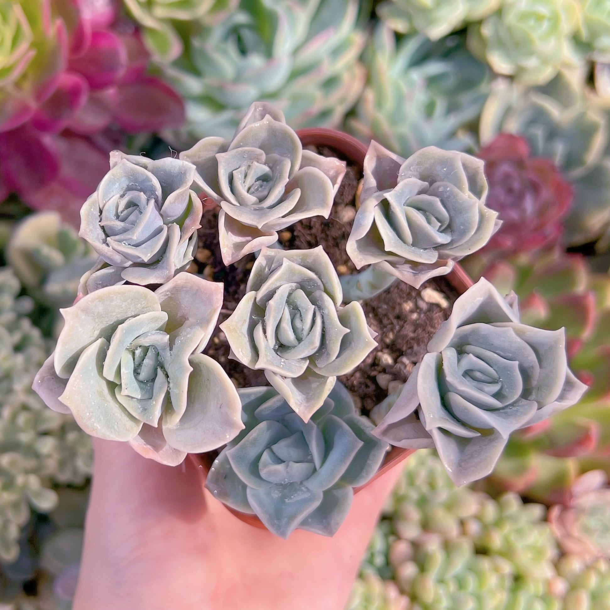 現品　ラブリーローズ#C24　古株　るる農園