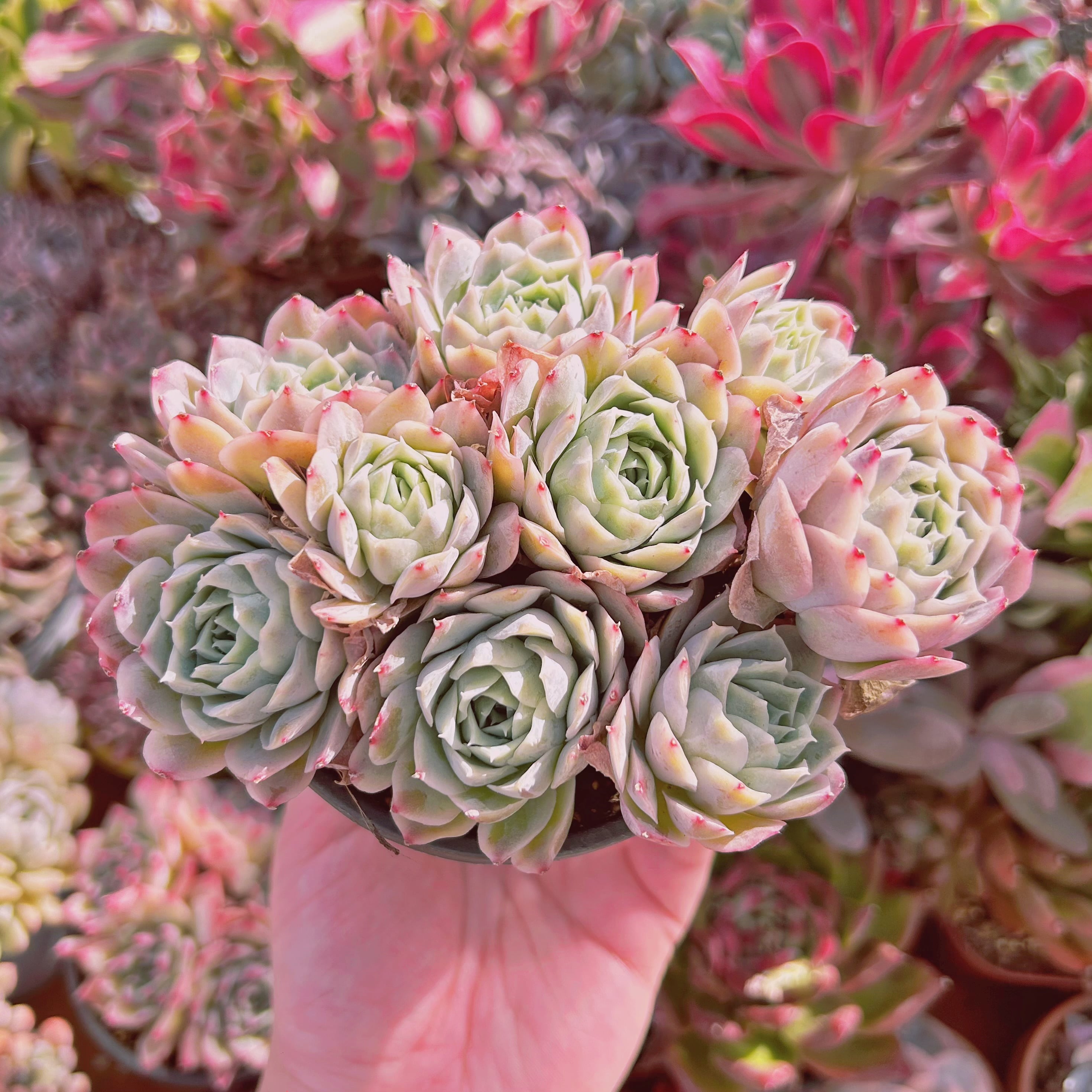 #229現物　多肉植物　Echeveria  静月　特大