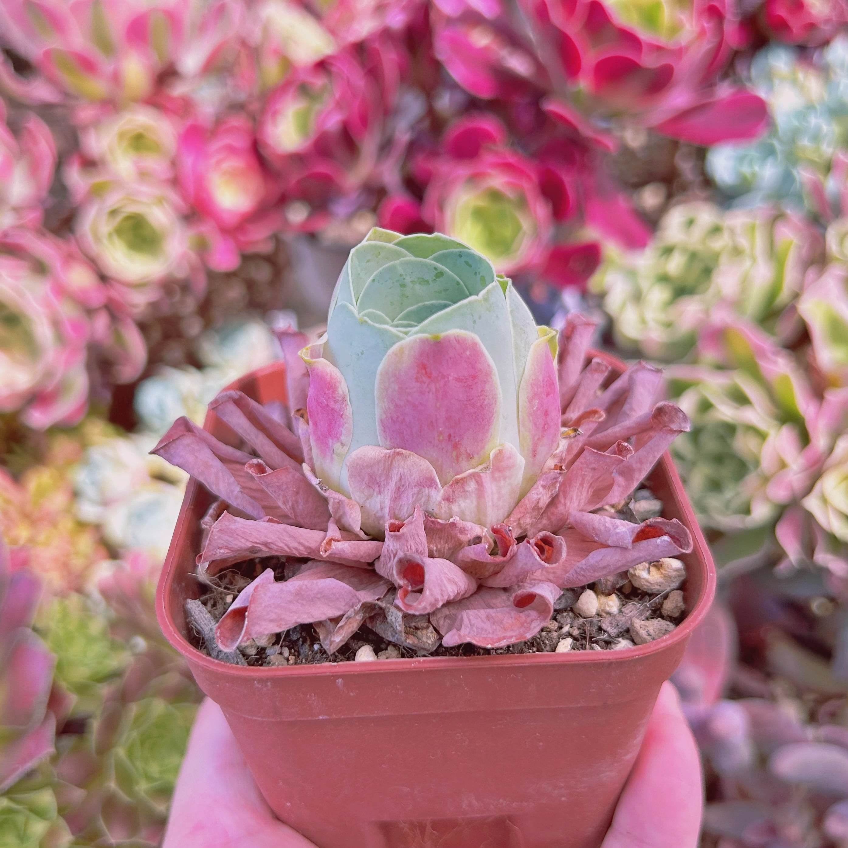 #2024現物　多肉植物　グリノービア　ピンクローズ　抜き苗