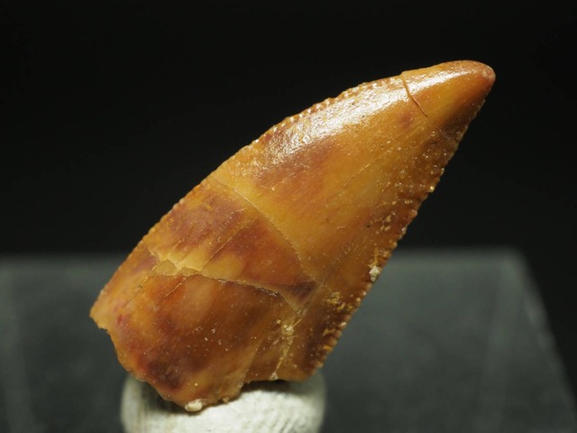 ラプターの歯【約18mm】【Unidentified Raptor】モロッコ王国産/化石/ドロマエオサウルス/ラプトル/スピノサウルス/爪/牙/恐竜