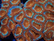 Blastomussa UniqueColor 4