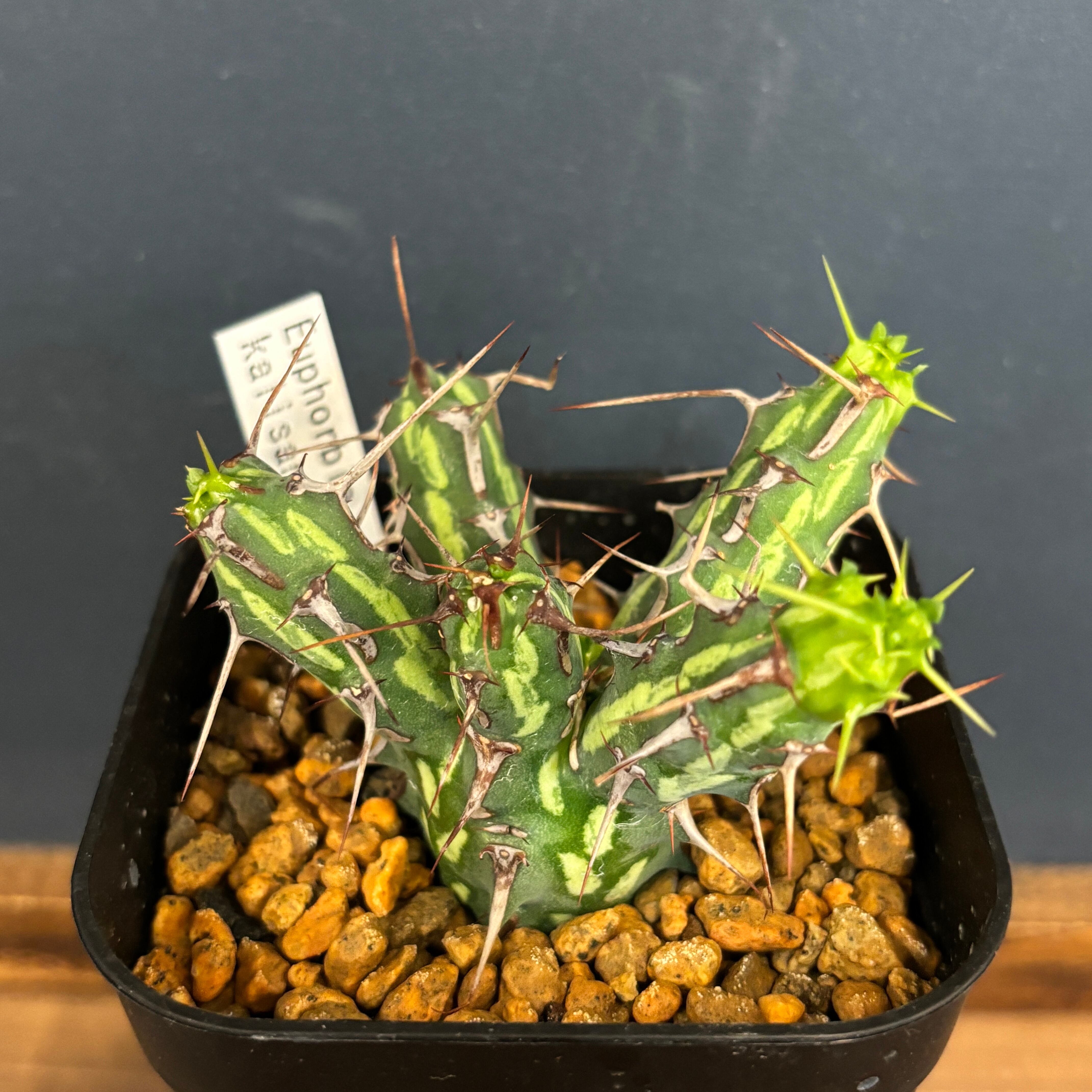 ユーフォルビア カリサナ【298】