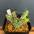 ユーフォルビア カリサナ【298】