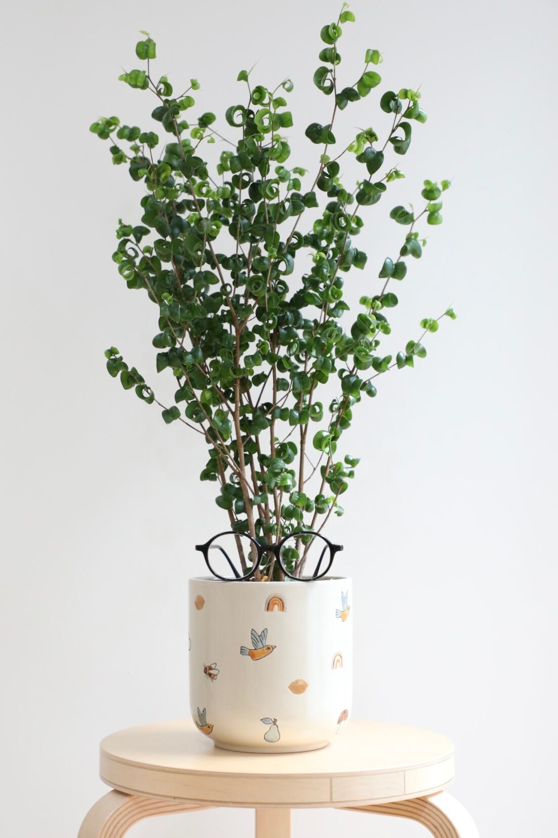 L(しっかり存在感を出したい) | 【厳選植物・器】MIDORI DOUMEI 翠堂明