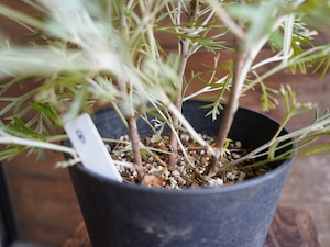 【現物】グレビレア ”クリームパッション” B