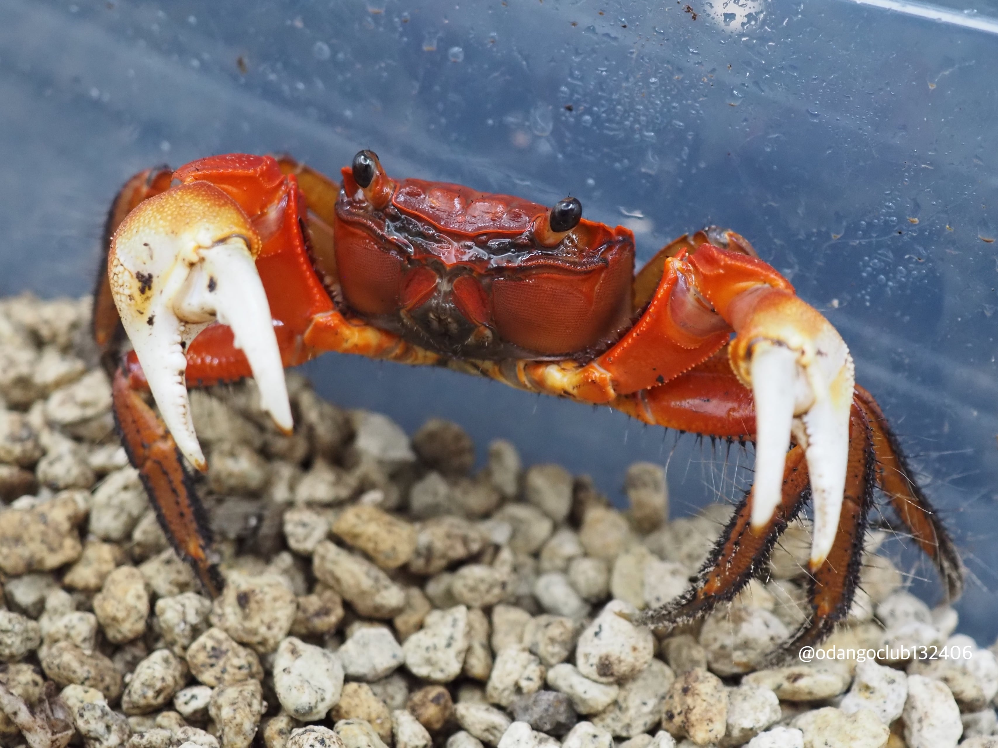 ②西表島産 ベンケイガニ ♂ 1匹 カニ | おだんごくらぶ