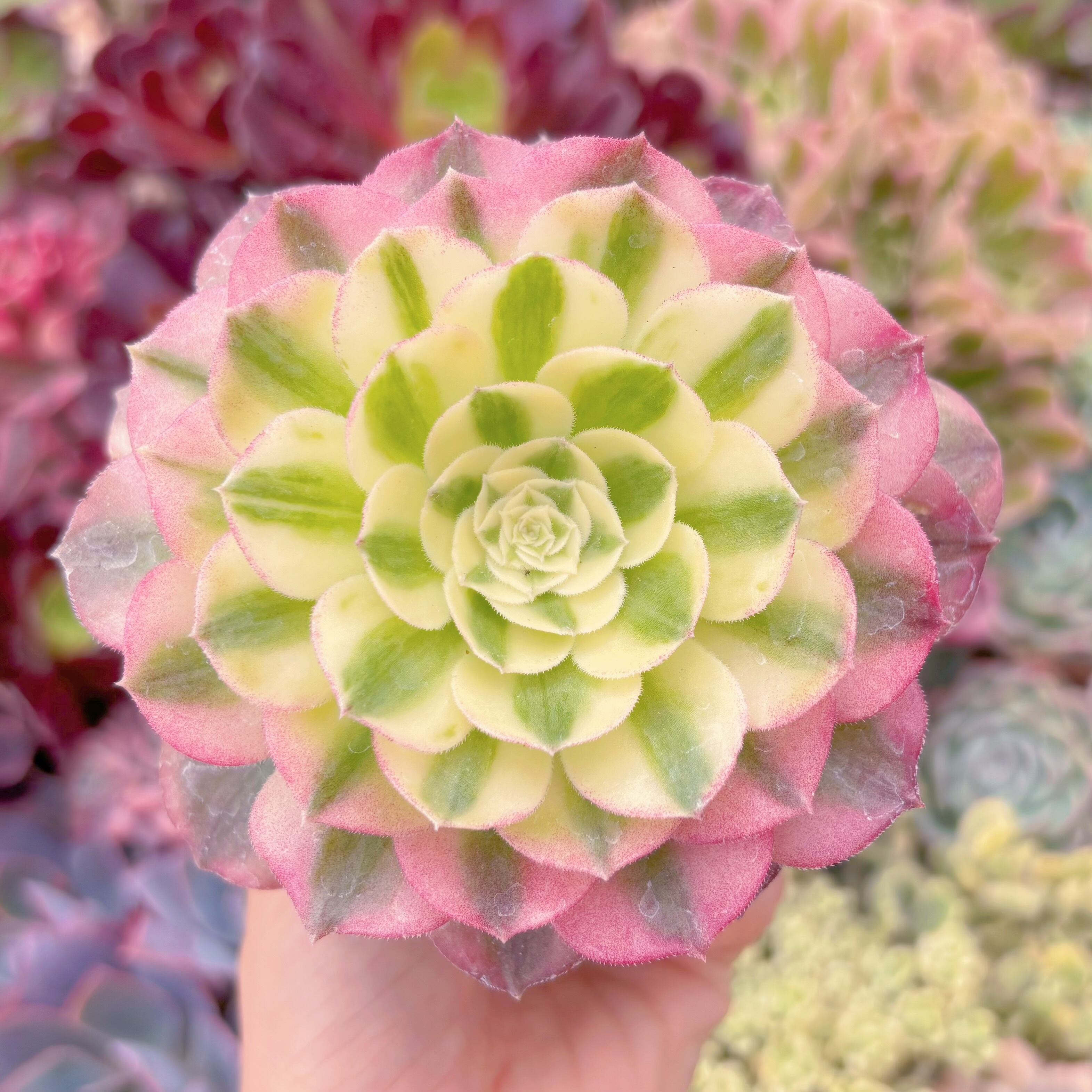 現品　美人鏡錦#532　るる農園