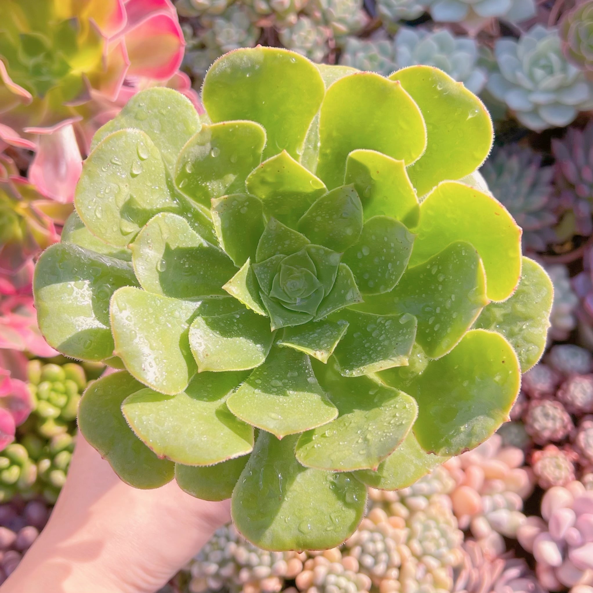 多肉植物　 グリーンカシミヤ　新入荷　るる農園