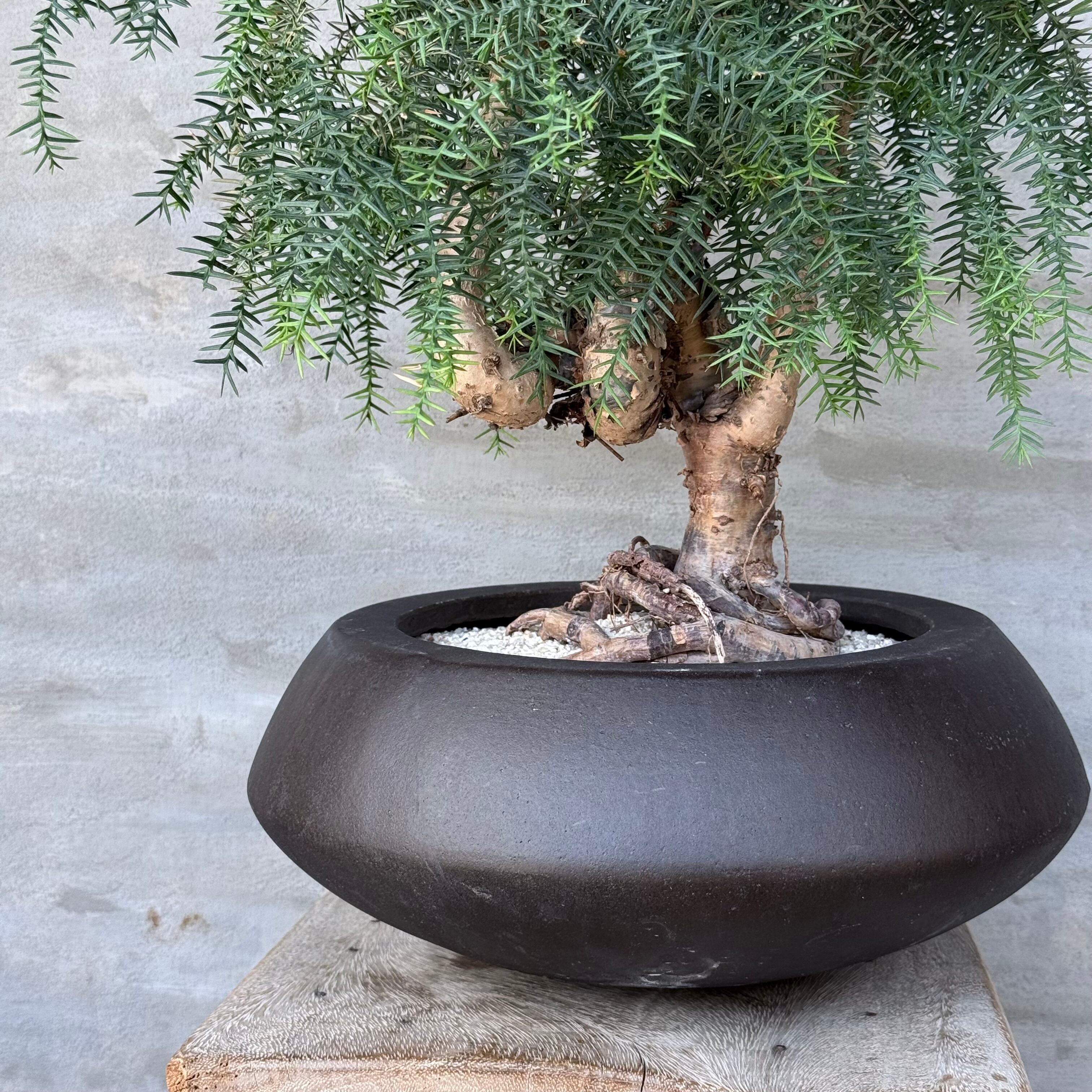 植物 ×鉢】盆栽仕立て ナンヨウスギ Araucaria アローカリア | A-PLANTS
