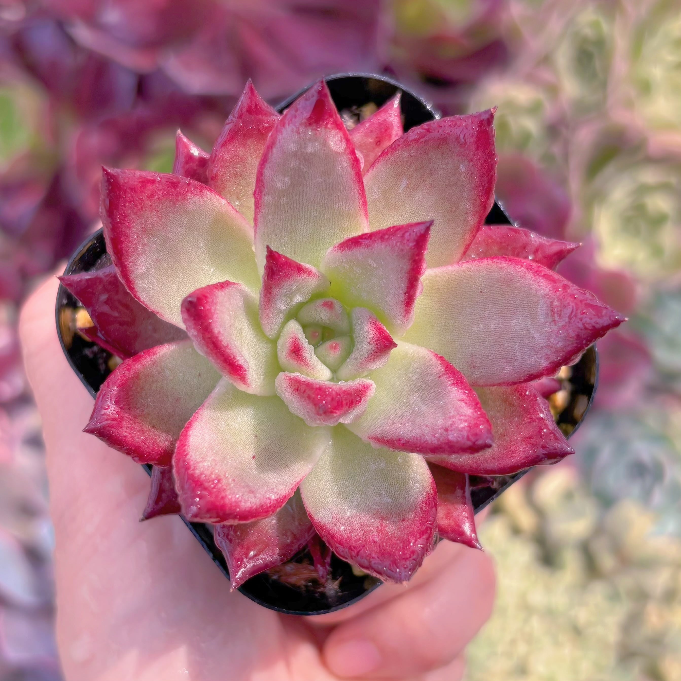 現品　熟柿#1120　るる農園