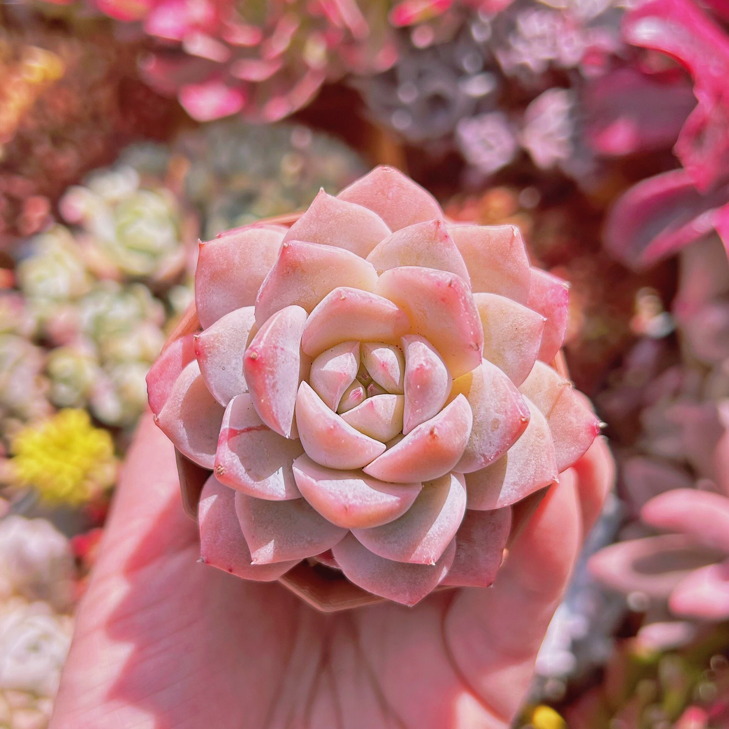 多肉植物　新品種　秋霜