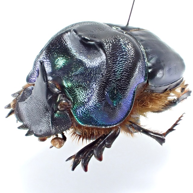 パラグアイ産 Coprophanaeus cyanescens ♂♀ 26mm/24mm