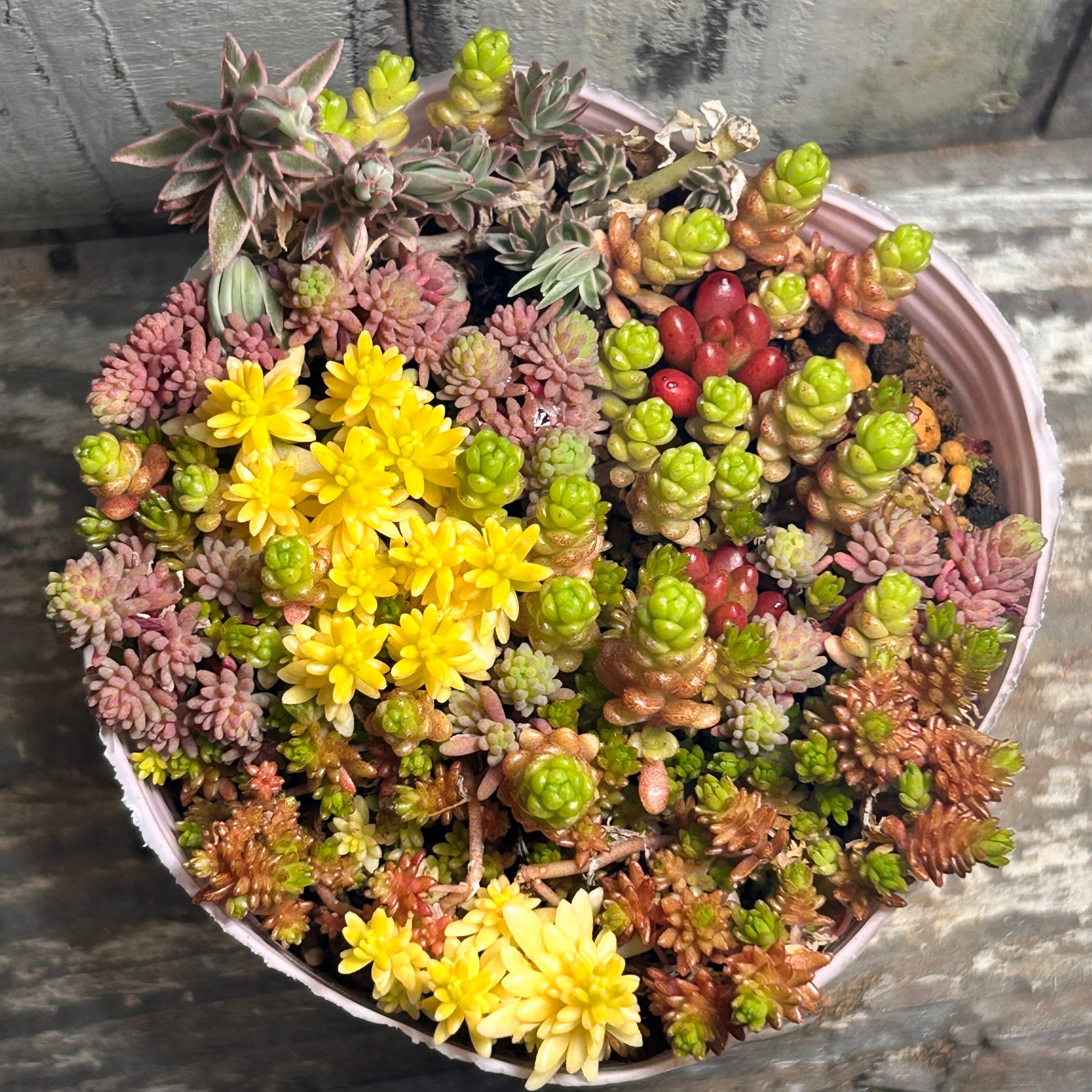 セダム寄せ植え | RuPo 多肉植物専門店