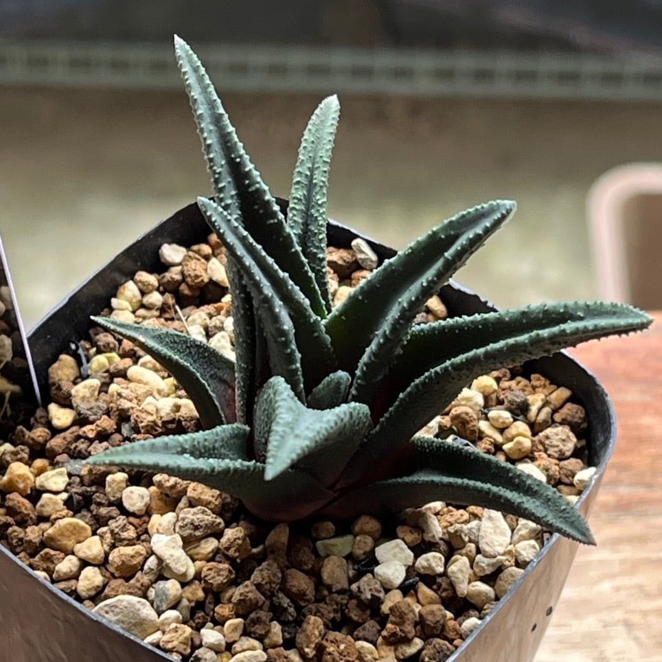 ハオルチオプシス ソルディダ GM078 poort 実生　ハオルチア ハオルチオプシス ソルティダ | mocono_plants