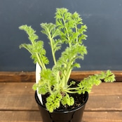 ペラルゴニウム アッペンディクラツム【585】