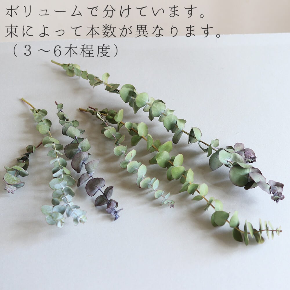 ユーカリ 銀世界/ドライフラワー | 富良野 花七曜 | ドライフラワー