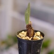 Stephania kaweesakii / ステファニア カウィーサキー㊸/ 観葉植物