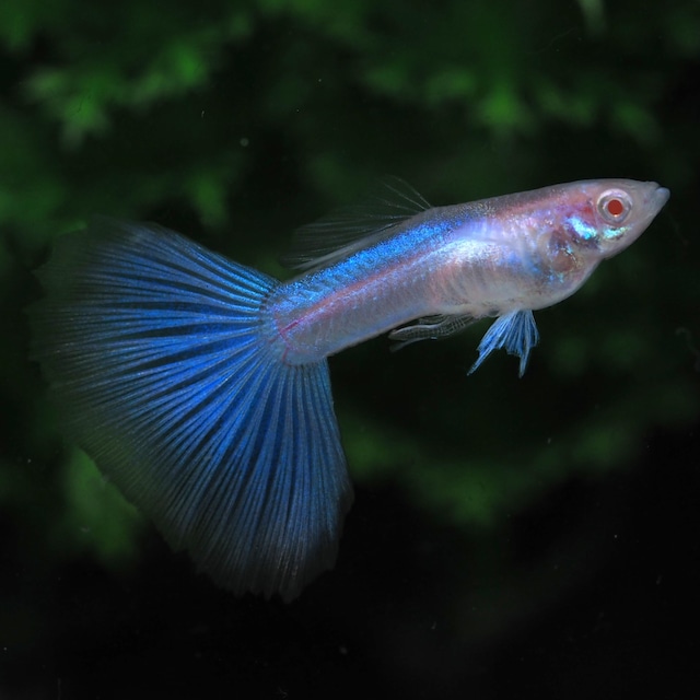 【セール】RREAスーパーホワイト　若魚2ペア