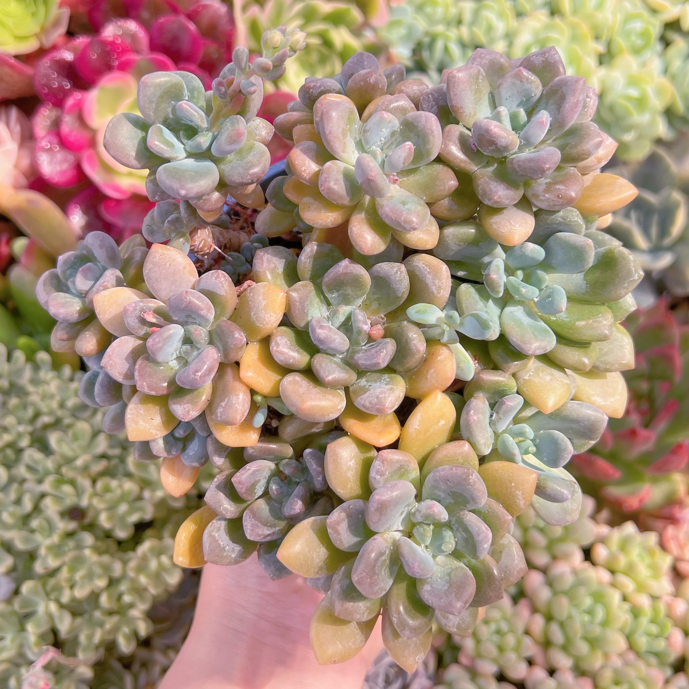 現品　ラブリーディア#050　るる農園