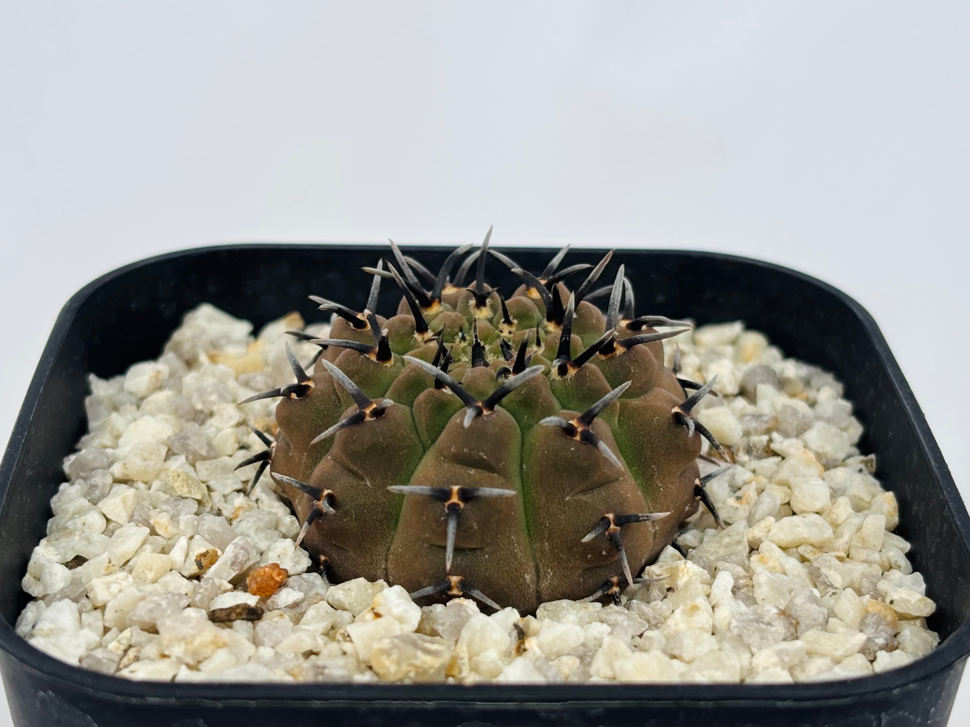 Gymnocalycium asterium ギムノカリキウム 黒刺鳳頭 サボテン