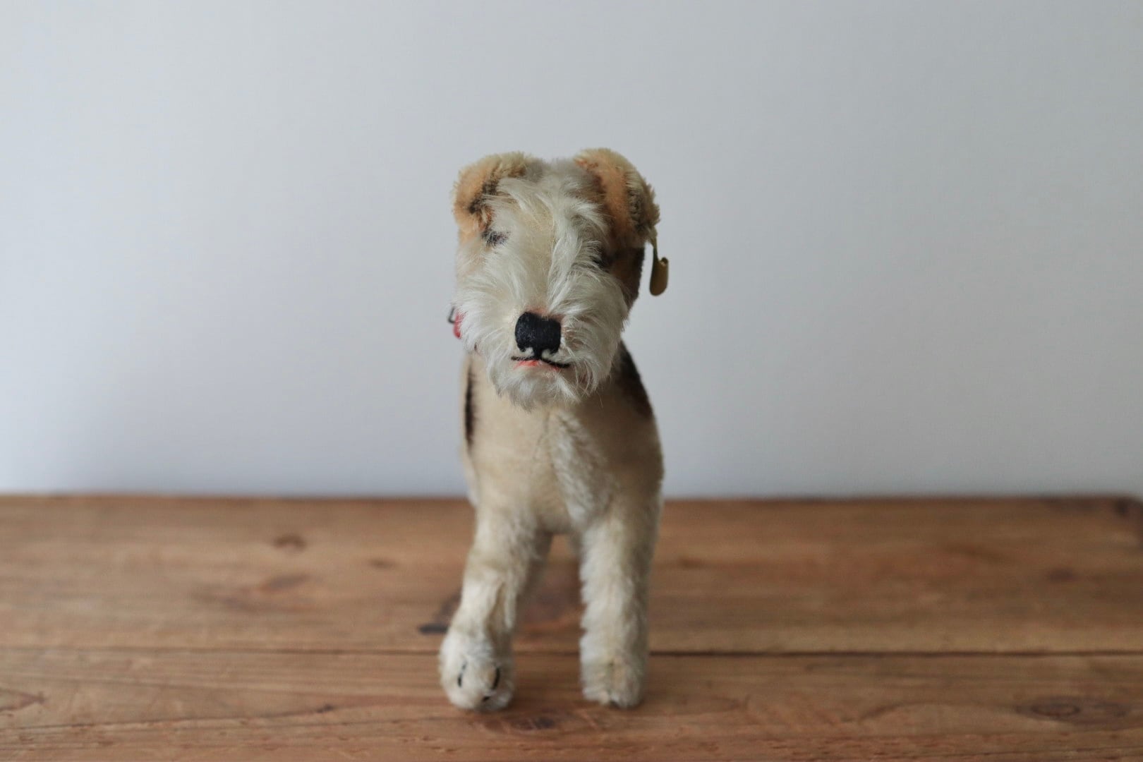 アンティーク シュタイフ 犬 ワイヤーフォックステリア Foxy 17㎝