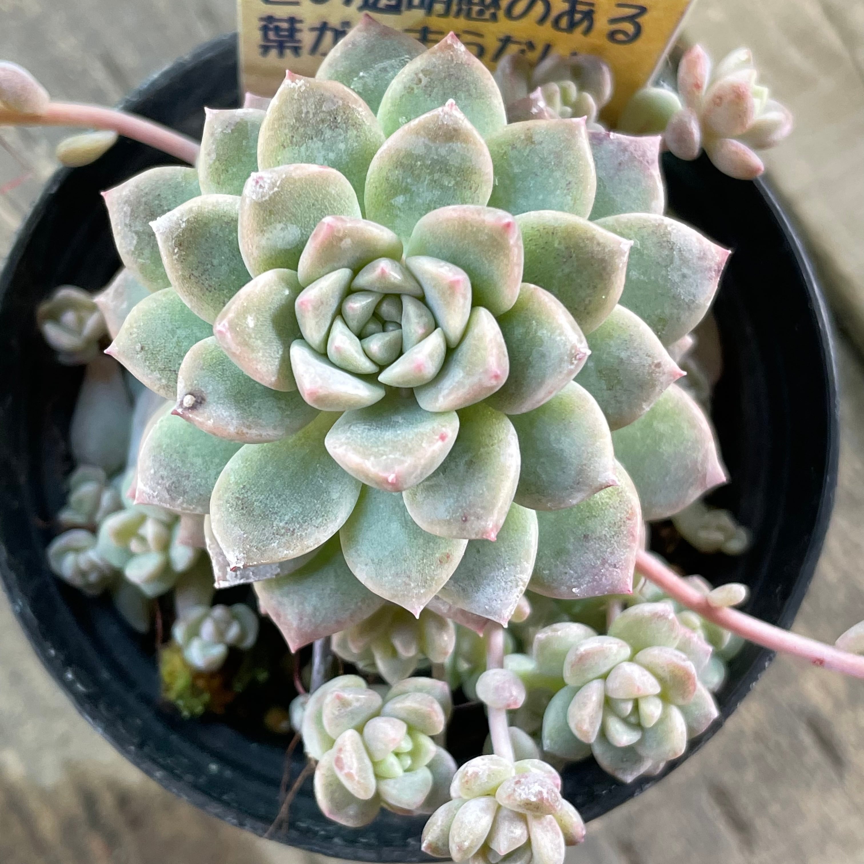 多肉植物　　プロリフェラその他